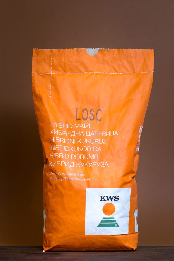 Seminte porumb KWS - LOSC 50 MB