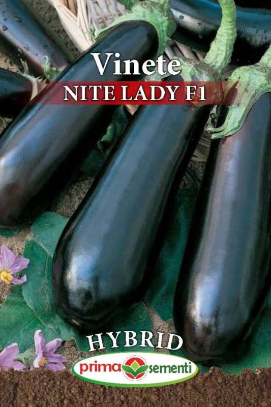 seminte de vinete hybrid Nite Lady F1