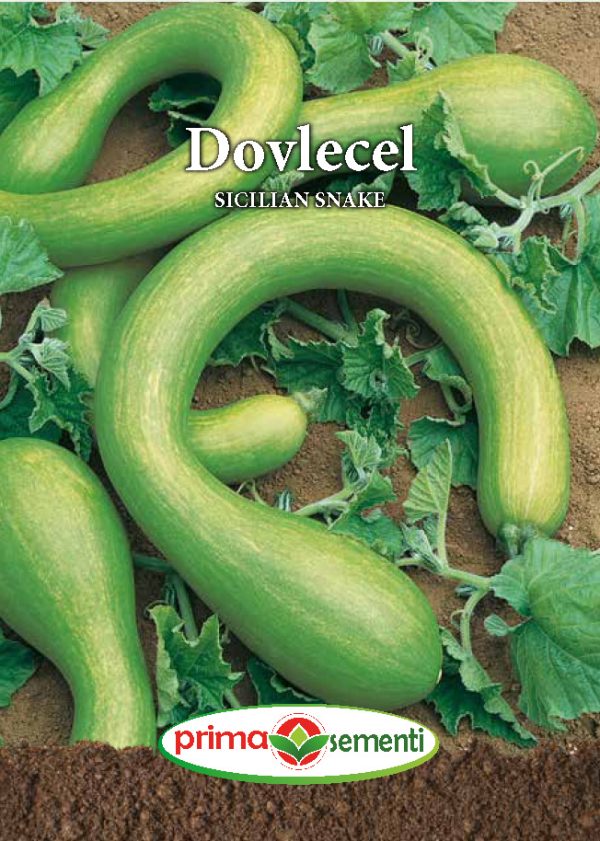 Dovlecel Sicilian Snake