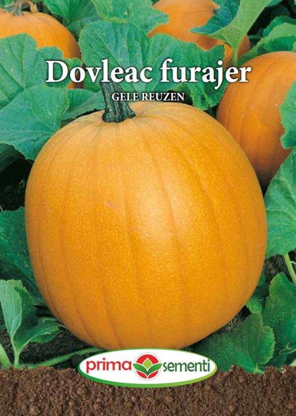 Dovleac furajer Gele Reuzen