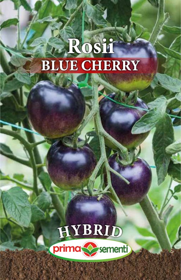 Seminte tomate Blue Cherry