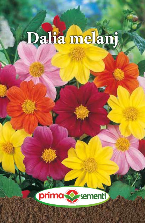 Seminte Dalia Melanj