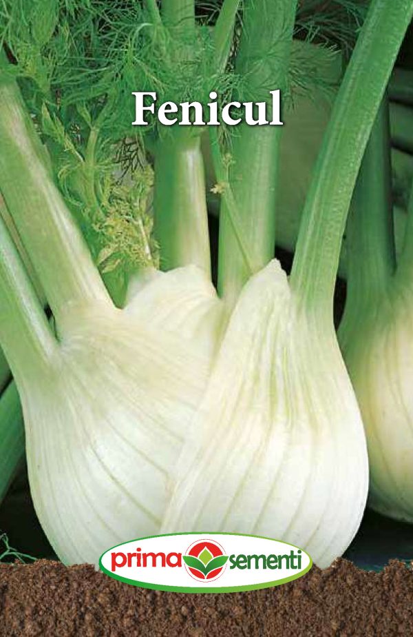 Seminte fenicul